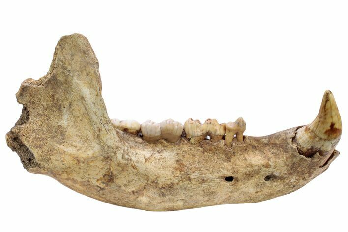 Fossil Cave Bear (Ursus spelaeus) Lower Jaw - Romania #240197